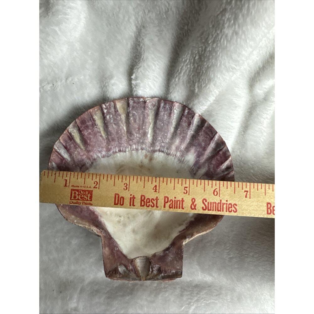 BIG 6’5’ nodipecten nodosa lions paw scallop smudging home decor Orange Pink Red - Picture 7 of 7